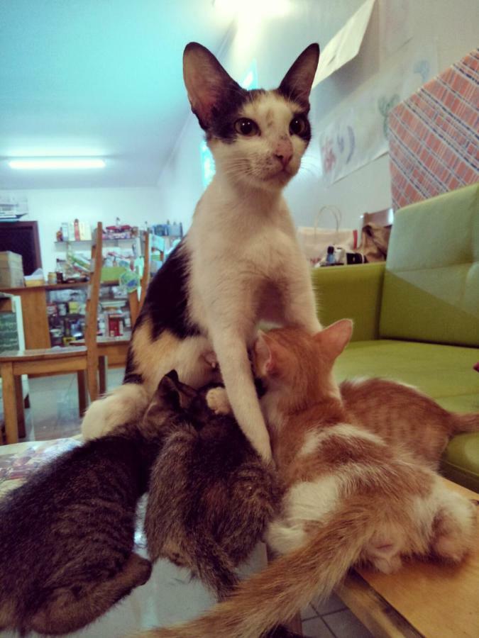 세부 Cat Japanese Only At Uh Huh House 호스텔 외부 사진