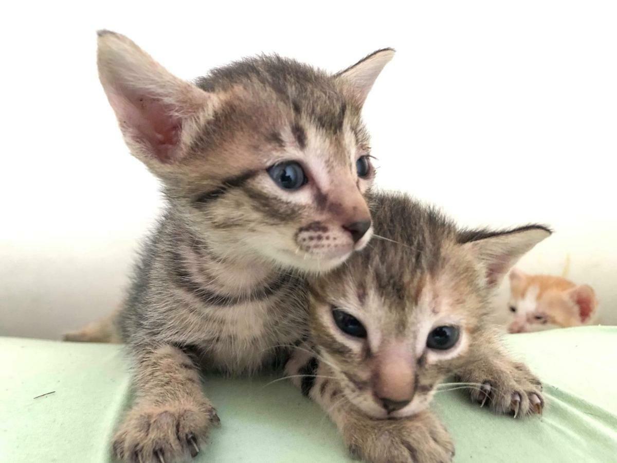 세부 Cat Japanese Only At Uh Huh House 호스텔 외부 사진