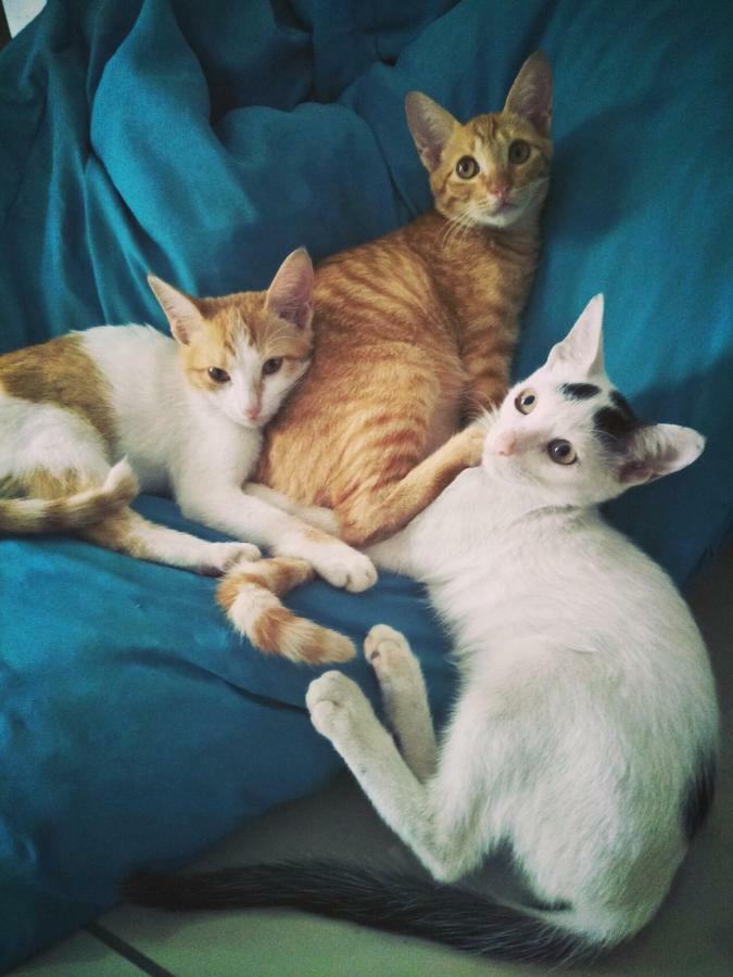 세부 Cat Japanese Only At Uh Huh House 호스텔 외부 사진